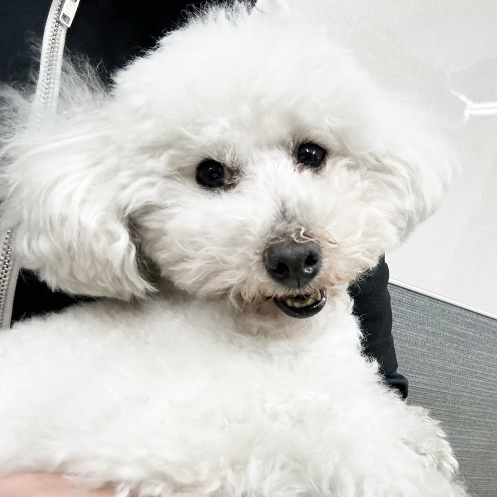 生徒が撮影したモデル犬の写真♪